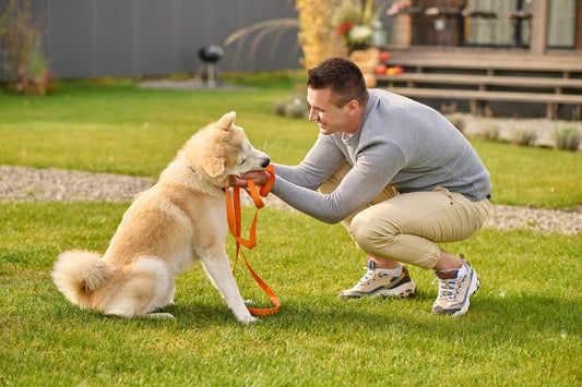 Top 5 Dog Toys Every Pup Will Love This Year