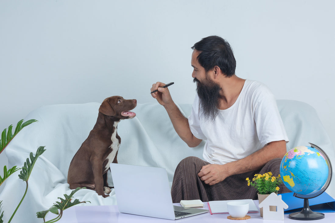 Why Interactive Dog Toys Are Essential for Your Pet’s Wellbeing